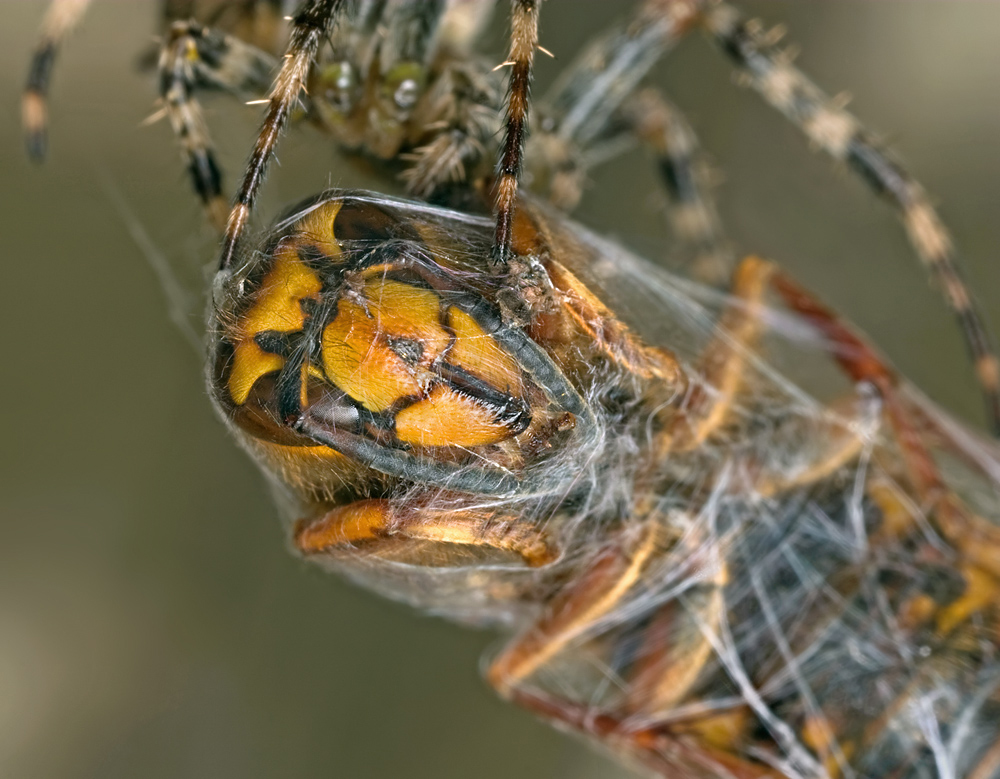 Spider with Median Wasp 3
